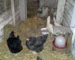 11. Januar: Die neuen (weißen) Hühner sind im Stall aufgenommen worden. (Foto: Boris Pawlik)