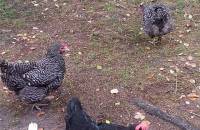 27. September - Die Hühner beim Futter suchen. (Foto: Hellas Adlung)