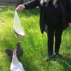 25. Mai: Heute hat Evelyn leckere Melone mitgebracht. Die Hühner sind schon ganz neugierig. (Foto: Hellas Adlung)
